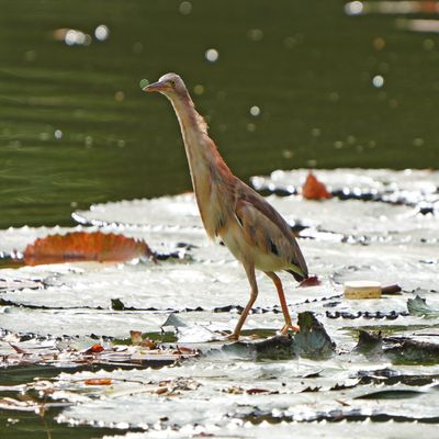 YELLOW BITTERN - BYZ04670a.jpg