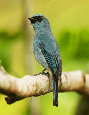 TURQUOISE FLYCATCHER - BYZ02630a.jpg