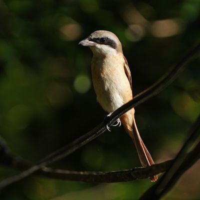 BROWN SHRIKE - BYZ04319a.jpg