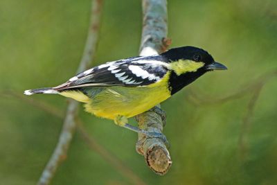 ELEGANT TIT - BYZ05589a.jpg