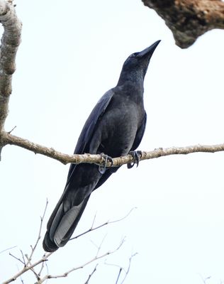 LARGE-BILLED CROW - BYZ04456a.jpg