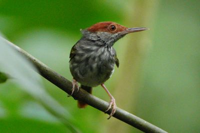 GREY-BACKED TAILORBIRD - BYZ04520a.jpg