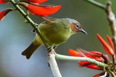 CHESTNUT-FACED BABBLER - BYZ05677a.jpg