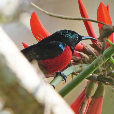 PURPLE-THROATED SUNBIRD - BYZ05659a.jpg