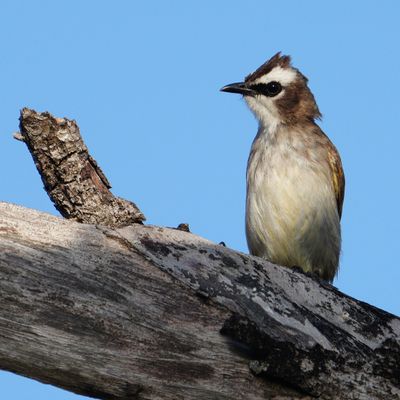 YELLOW-VENTED BULBUL - BYZ05451a.jpg