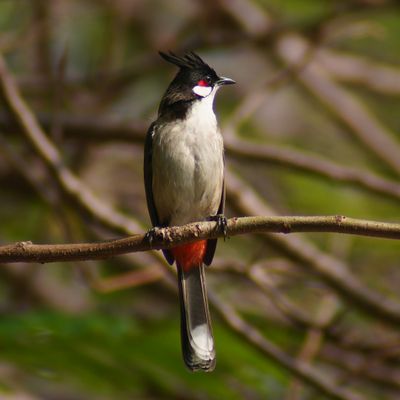 RED-WHISKERED BULBUL - BYZ06059a.jpg