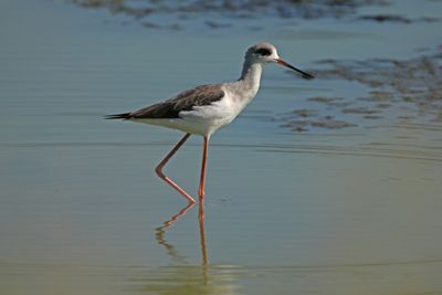 BLACK-WINGED STILT - BYZ03013a.jpg