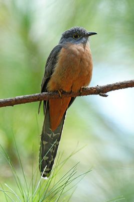 RUSTY-BREASTED CUCKOO - BYZ03547a.jpg