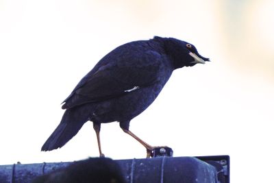 CRESTED MYNA - BYZ06327a.jpg