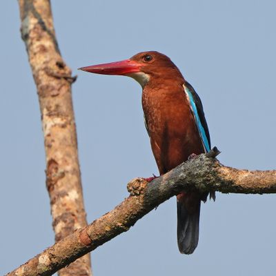 BROWN-BREASTED KINGFISHER - BYZ07434a.jpg