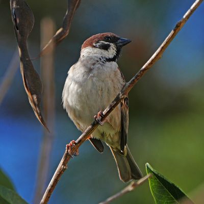EURASIAN TREE SPARROW - BYZ06250a.jpg