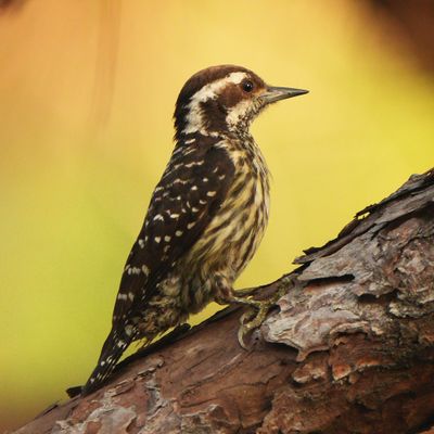 PHILIPPINE PYGMY WOODPECKER - BYZ08537a.jpg