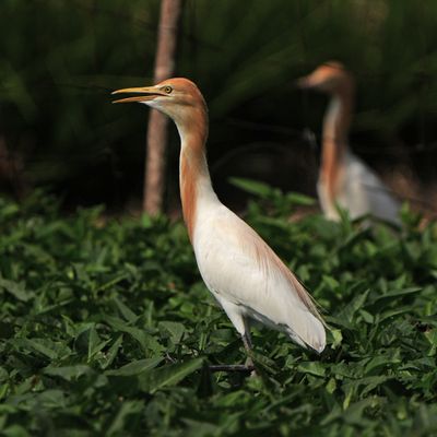 CATTLE EGRET - BYZ06556a.jpg