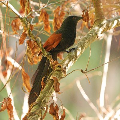 PHILIPPINE COUCAL - BYZ08746a.jpg