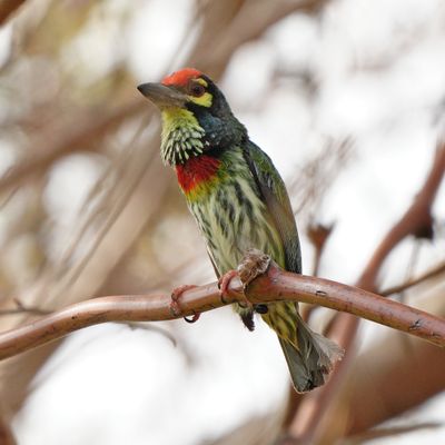 COPPERSMITH BARBET - BYZ06813a.jpg