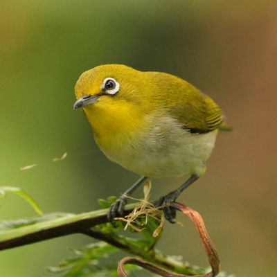 WARBLING WHITE-EYE - BYZ08845a.jpg