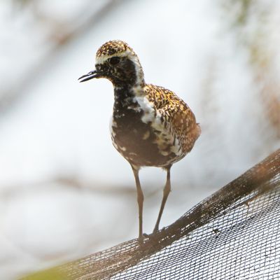 PACIFIC GOLDEN PLOVER - BYZ07319a.jpg
