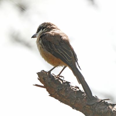 BROWN SHRIKE - BYZ07424a.jpg
