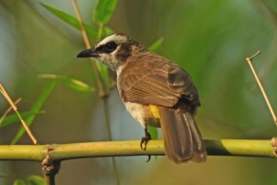YELLOW-VENTED BULBUL - DSCF0857a.jpg