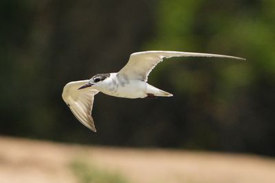 WHISKERED TERN - BYZ07466a.jpg