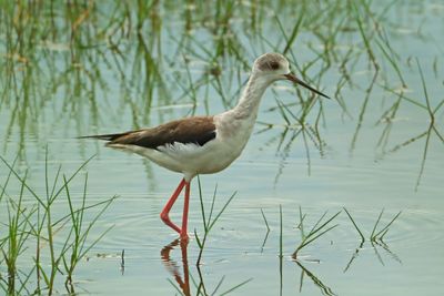 BLACK-WINGED STILT - DSCF1185a.jpg