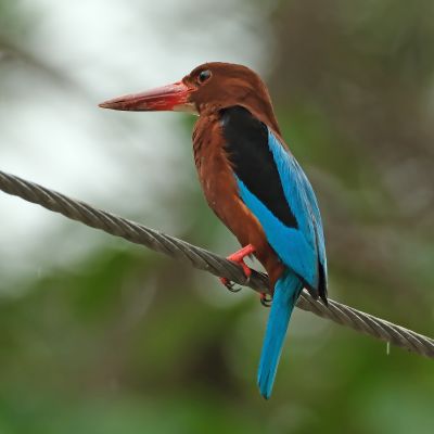 BROWN-BREASTED KINGFISHER - DSCF1400a.jpg