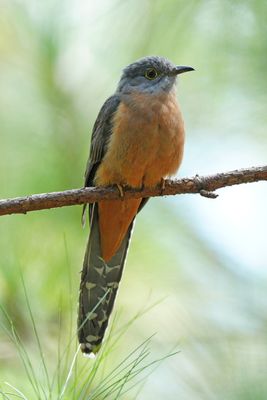 RUSTY-BREASTED CUCKOO - BYZ03545x.jpg