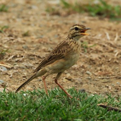 PADDYFIELD PIPIT - DSCF1372x.jpg