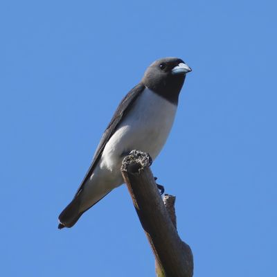 WHITE-BREASTED WOODSWALLOW - BYZ05018x.jpg