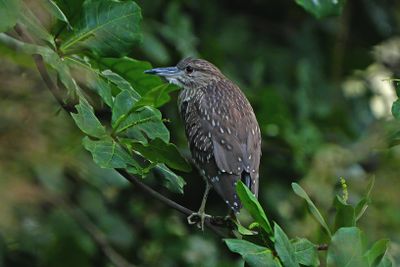 BLACK-CROWNED NIGHT HERON - BYZ04579x.jpg
