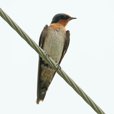 PACIFIC SWALLOW - DSCF1363a.jpg