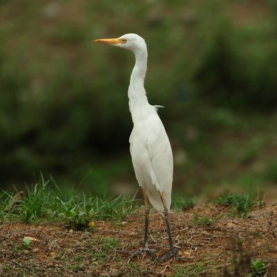 CATTLE EGRET - DSCF1389a.jpg