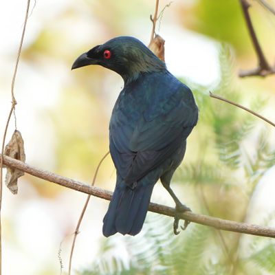 ASIAN GLOSSY STARLING - BYZ07282x.jpg