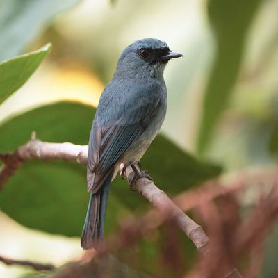 TURQUOISE FLYCATCHER - BYZ08000x.jpg
