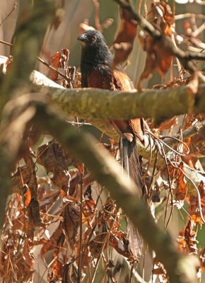 PHILIPPINE COUCAL - BYZ08743x.jpg