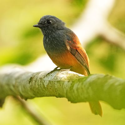 BLUE-HEADED FANTAIL - BYZ09421x.jpg