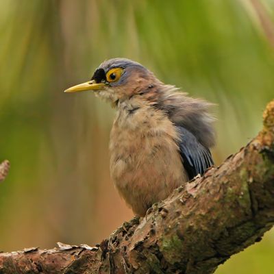SULPHUR-BILLED NUTHATCH - BYZ08851x.jpg