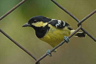 ELEGANT TIT - DSCF1451a.jpg