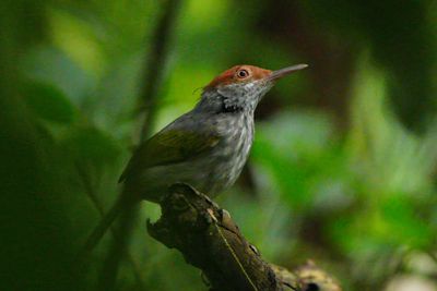 GREY-BACKED TAILORBIRD - BYZ04465x.jpg