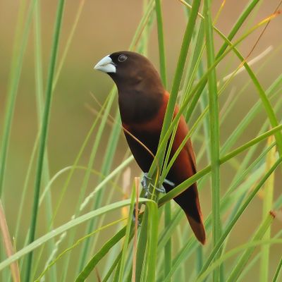 CHESTNUT MUNIA - DSCF1158a.jpg