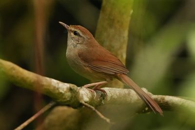 PHILIPPINE BUSH WARBLER - BYZ09287x.jpg