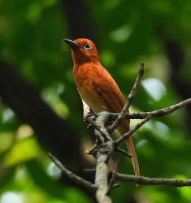 RUFOUS PARADISE FLYCATCHER - DSCF1876a.jpg
