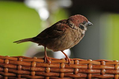 EURASIAN TREE SPARROW - BYZ06902a.jpg
