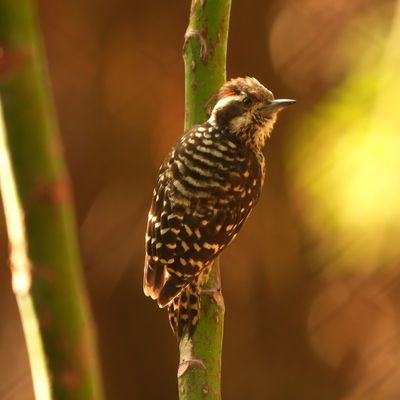 PHILIPPINE PYGMY WOODPECKER - BYZ08669x.jpg