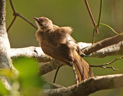 YELLOW-VENTED BULBUL - BYZ08648x.jpg