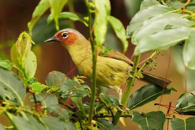 CHESTNUT-FACED BABBLER - BYZ09357x.jpg