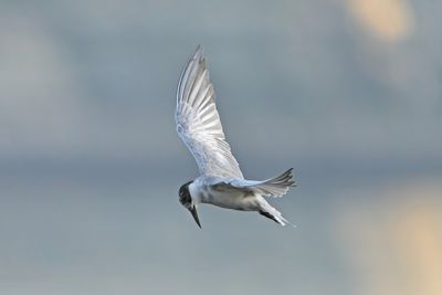 WHISKERED TERN - BYZ07138x.jpg