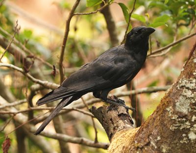 LARGE-BILLED CROW - BYZ08472x.jpg