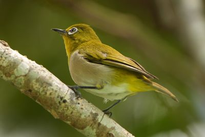 WARBLING WHITE-EYE - BYZ08512x.jpg