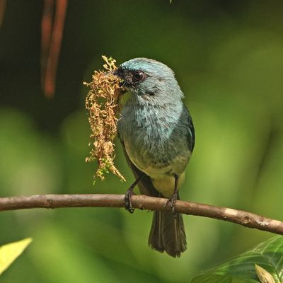 TURQUOISE FLYCATCHER - BYZ09568x.jpg